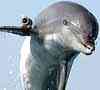 Delphine spühren Minen auf